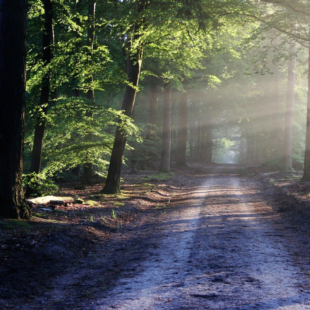 Veranstaltungstipp für den kommenden Freitag in #lorup Am 6. Mai um 19.00 Uhr treffen sich alle, die Lust und Zeit haben, einen kleinen #Maigang durch Lorup zu machen, beim Käpt'n. Andrea und Martina haben eine wirklich feine Strecke, etwa drei bis fünf Kilometer lang, herausgesucht. Unterwegs wird es zwei Pausen geben. Die Wanderung führt euch an bekannten und eventuell auch neuen Wegen/Waldstücken vorbei. Lasst euch überraschen. Durstlöscher werden unterwegs auf euch warten.Wir freuen uns auf euer Kommen ‍♂️‍♀️#Kolping #Wandern #Hümmling #Wald #Emsland #Sehenswürdigkeiten #Loorpe